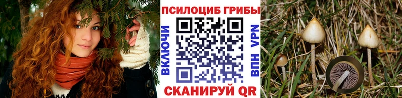 Псилоцибиновые грибы MAGIC MUSHROOMS  сайты даркнета как зайти  Михайловск 